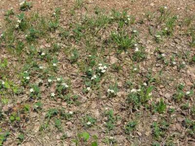 Wild Strawberries – A Treat To Remember Image